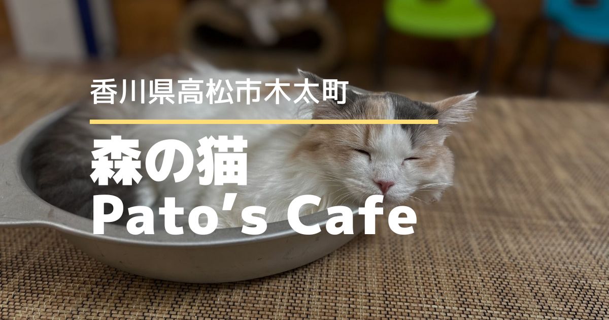 森の猫 Pato’s Cafe【高松市木太町】ふわふわ長毛猫に癒される猫カフェ